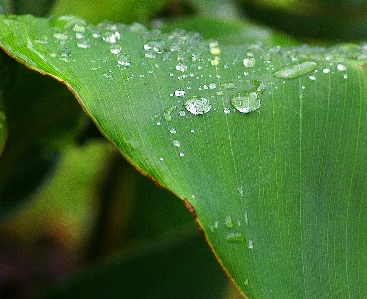 Water nature grass drop Photo