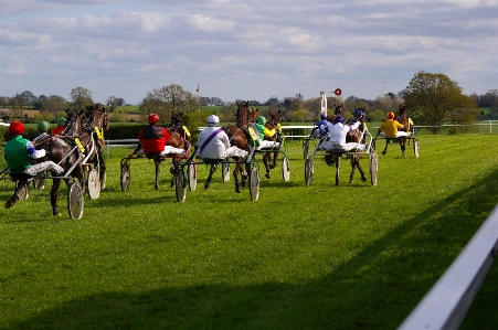 Foto Césped pastar
 caballo carrera