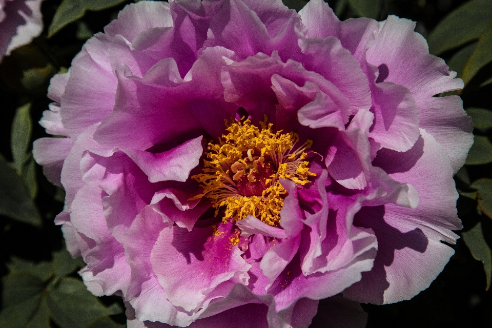 Blossom plant flower petal