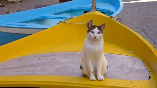 Cat mammal yellow whiskers Photo