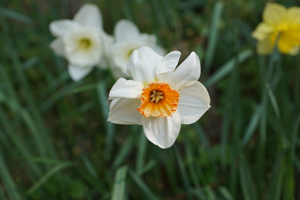 Nature blossom plant meadow