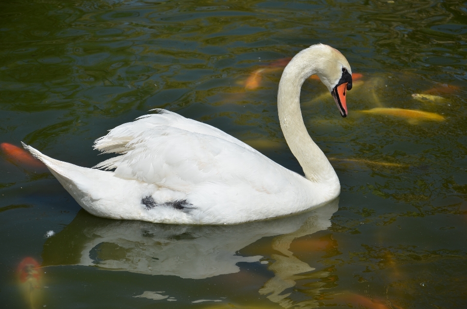 Water bird wing animal