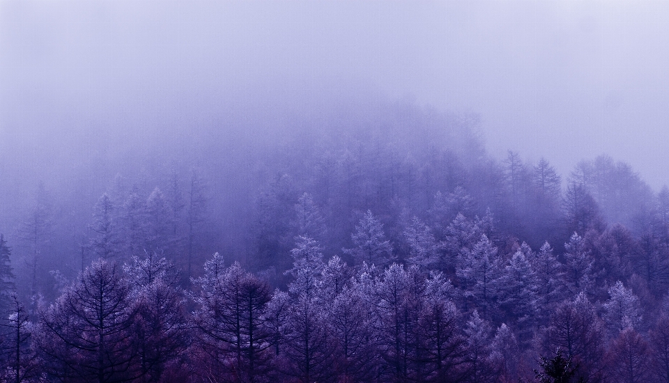 Landscape tree nature forest