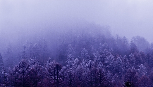 Landscape tree nature forest Photo