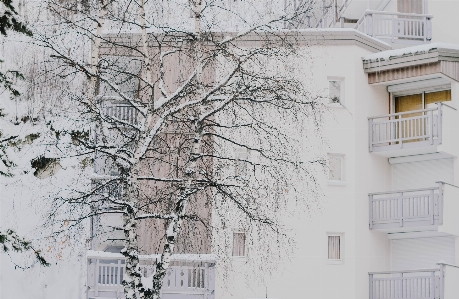 树 分支 雪 冬天 照片