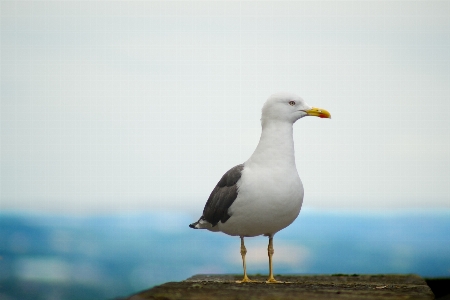 Sea bird animal seabird Photo