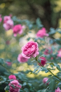 Blossom plant flower petal Photo