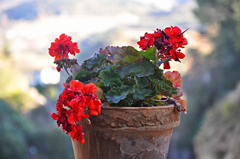 Natura fiore pianta foglia