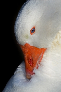 Bird wing white animal Photo