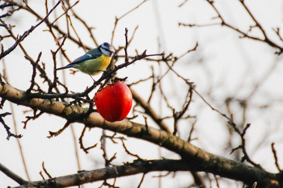 Apple natura ramo inverno