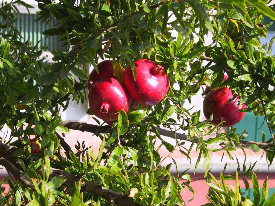 Apple filial plantar fruta