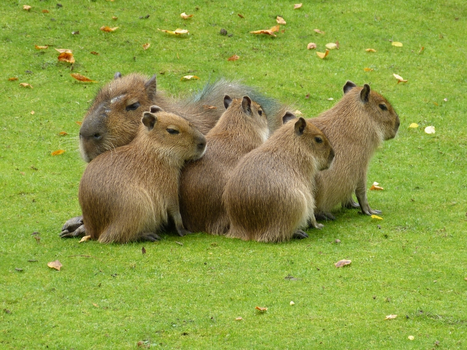 Groupe prairie
 animal faune