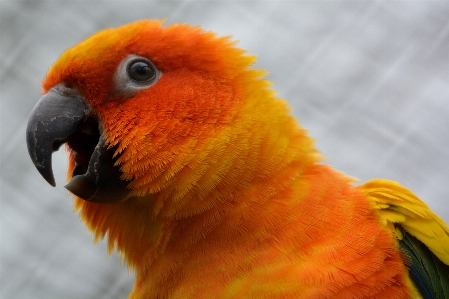 Bird animal orange beak Photo