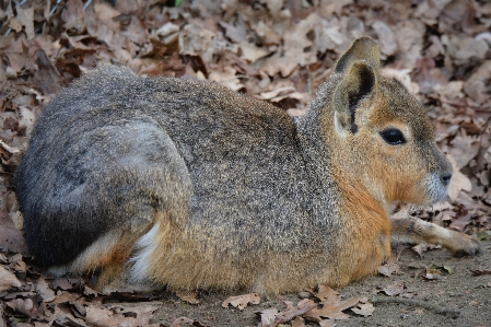 Photo Nature animal faune zoo