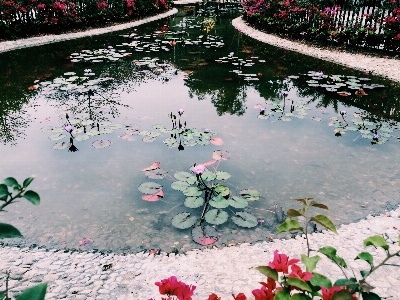 木 水 植物 葉 写真