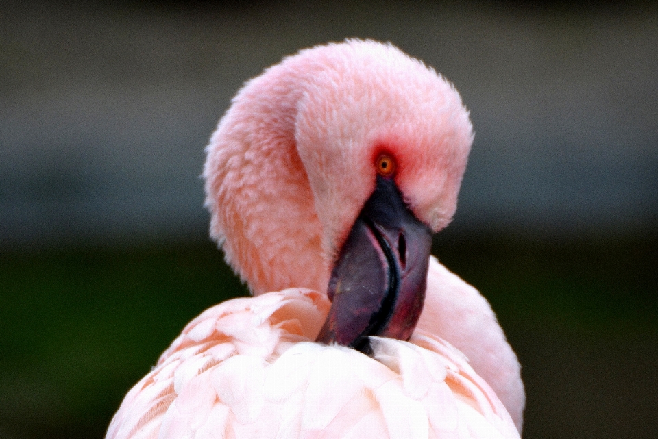 Vogel flügel tier schnabel