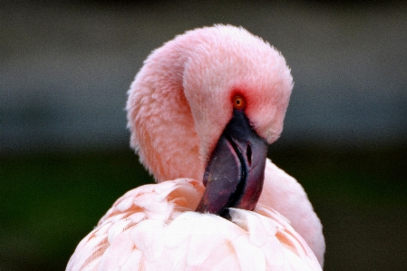 Foto Pájaro ala animal pico