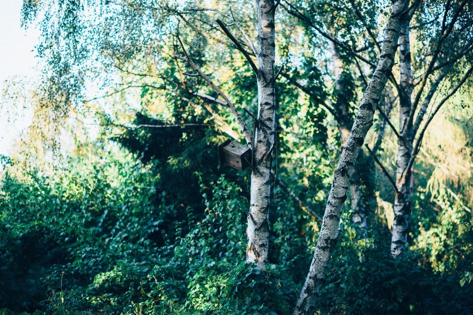 Baum natur wald zweig