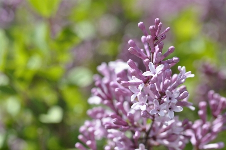 Nature blossom light plant Photo