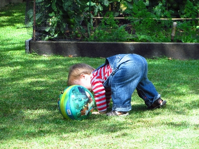 Grass outdoor lawn play Photo