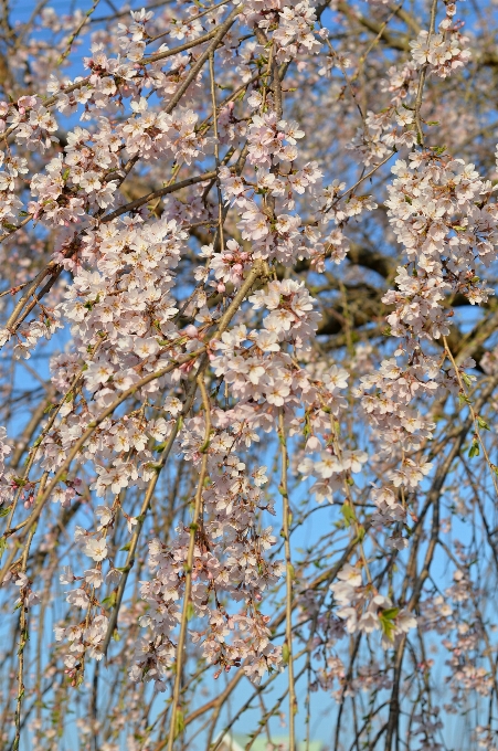 Albero ramo fiore pianta