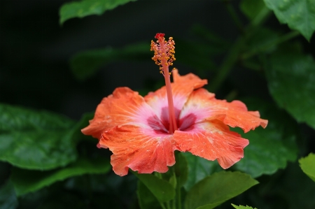 Blossom plant leaf flower Photo