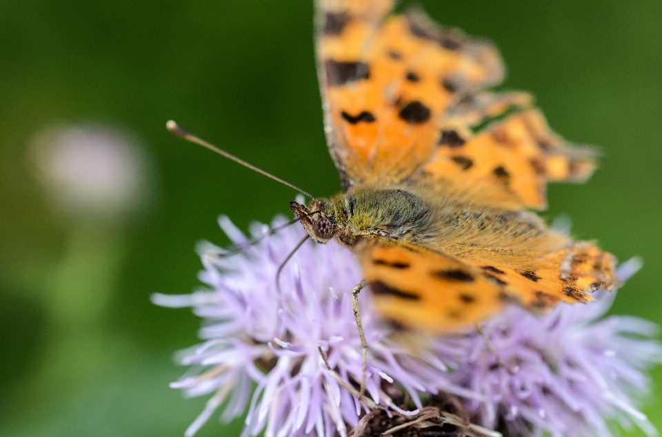 Natur flügel fotografie blume