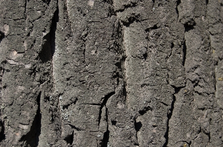 木 rock ブランチ 植物 写真