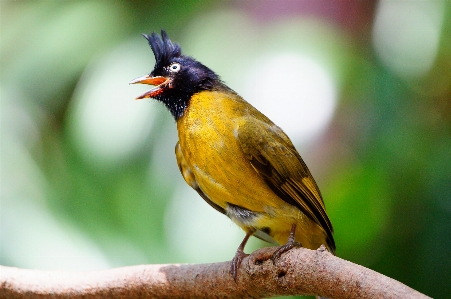 Nature branch bird flower Photo