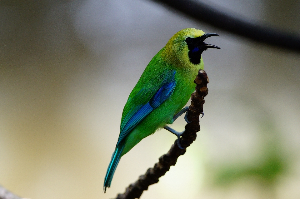 Nature branch bird wing