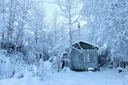 木 森 雪 寒い 写真