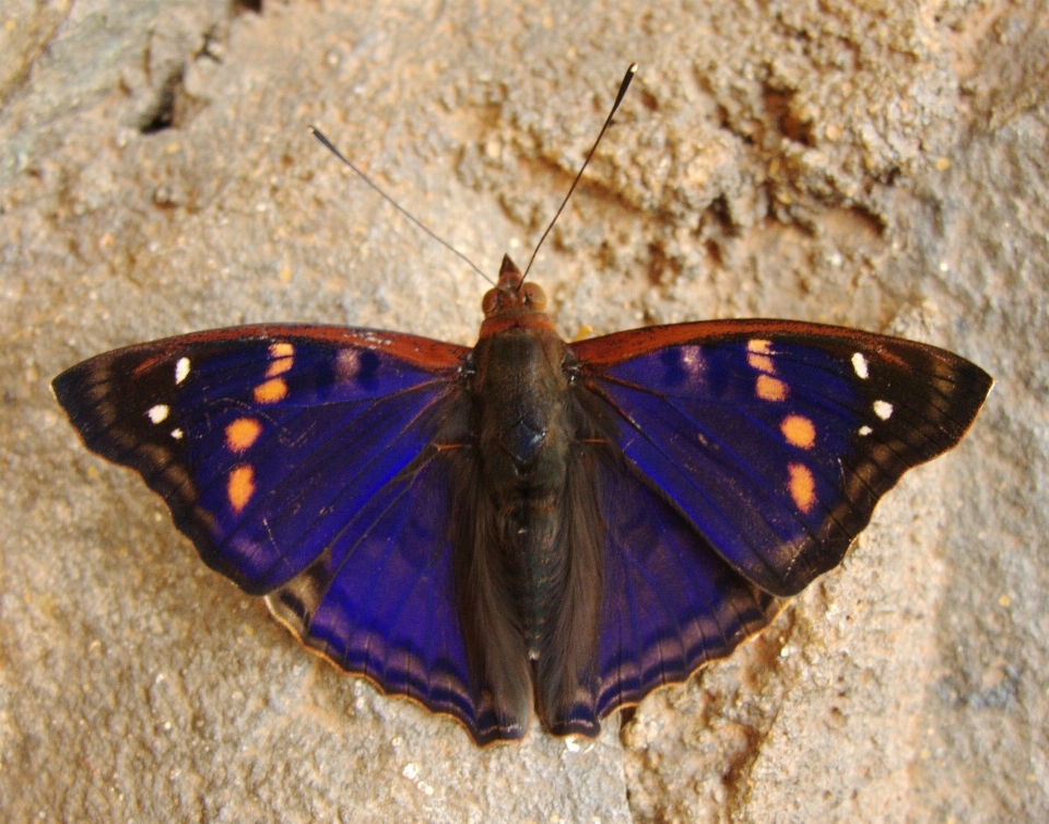 Sayap serangga makro biru