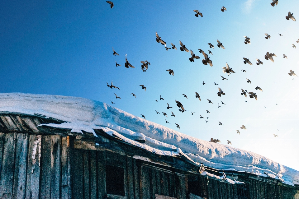 Snow winter sky roof