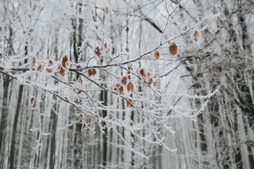 árbol rama nieve invierno