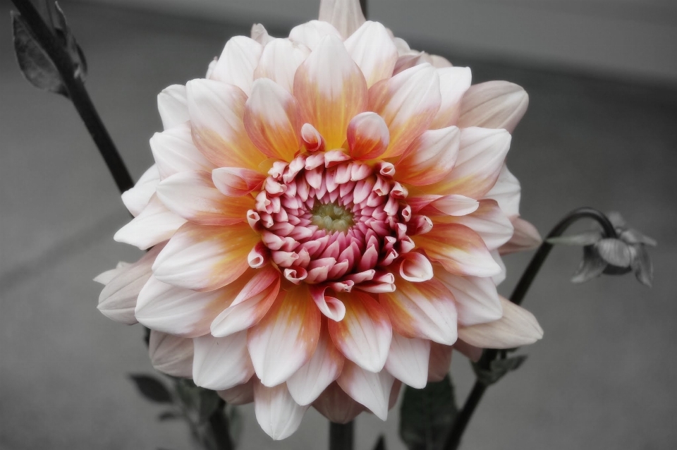 Nature blossom plant white