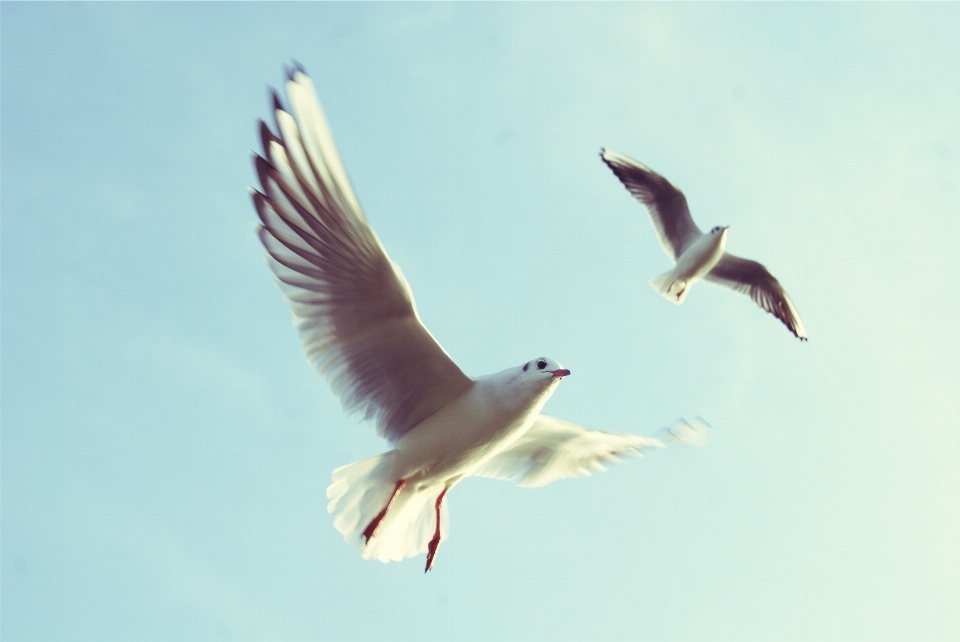 Meer natur vogel flügel