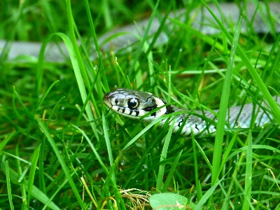 Grass lawn meadow animal Photo