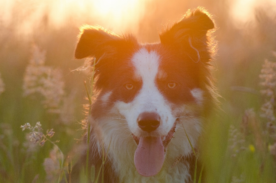 風景 太陽 日没 犬