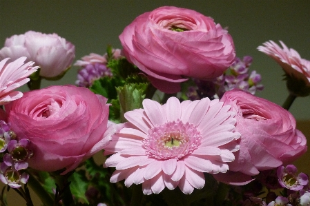 Blossom plant flower petal Photo