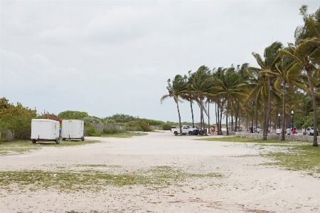 Beach sea coast tree Photo