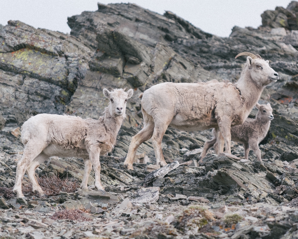 Tierwelt schaf säugetier fauna