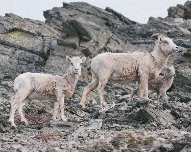 Wildlife sheep mammal fauna Photo