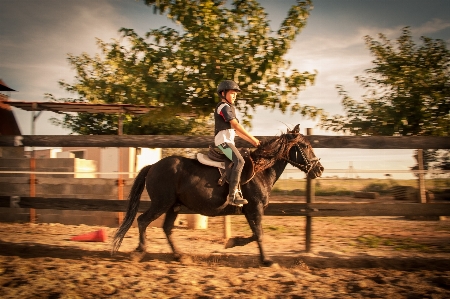 Photo Cheval étalon l'équitation
 comme mammifère
