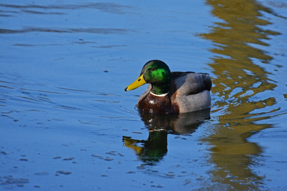 Acqua natura uccello lago