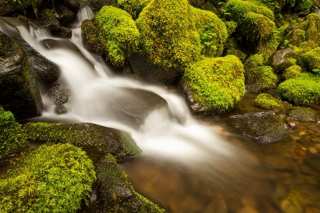 風景 木 水 自然 写真