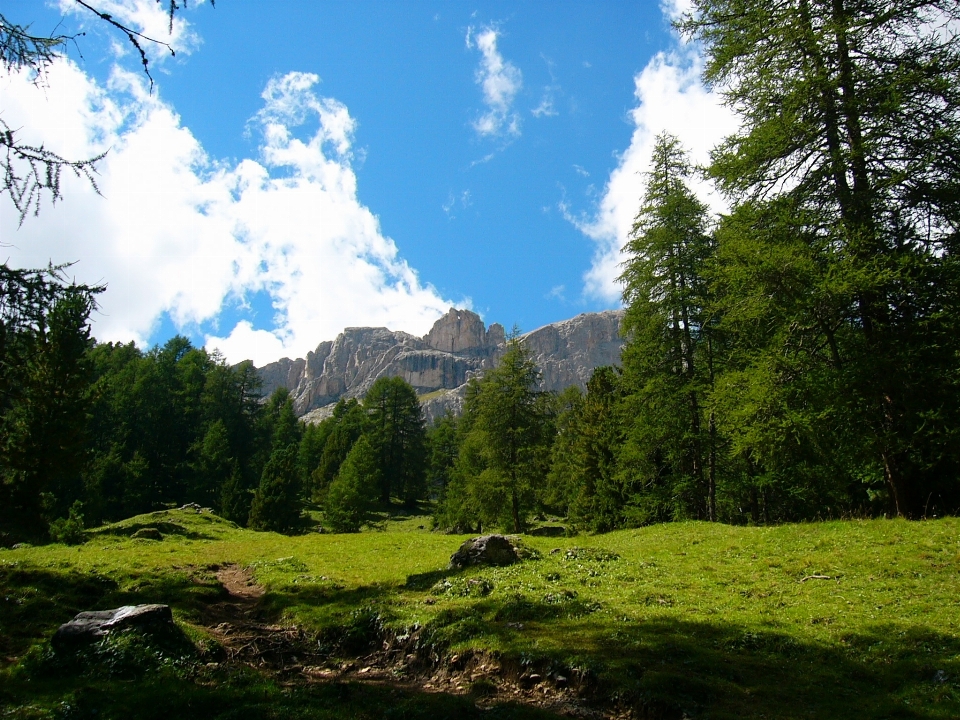 Paesaggio albero natura foresta