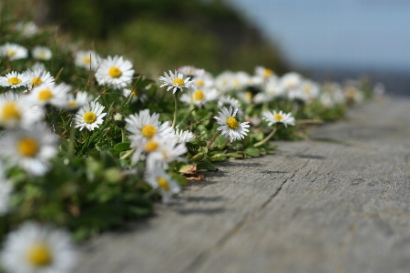 Photo Fleur nature flore usine