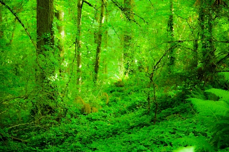 Foto Pohon alam hutan cabang