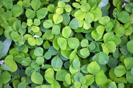 Nature plant leaf flower Photo