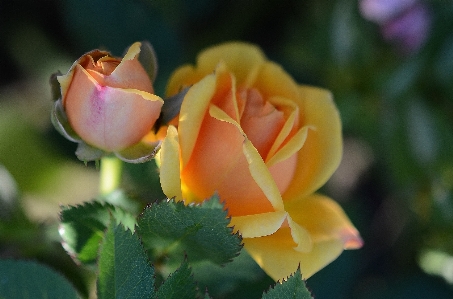 Nature blossom plant photography Photo